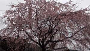 明星院の桜